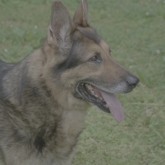 Meet your Posher, Jennifer - Picture 1 of 1